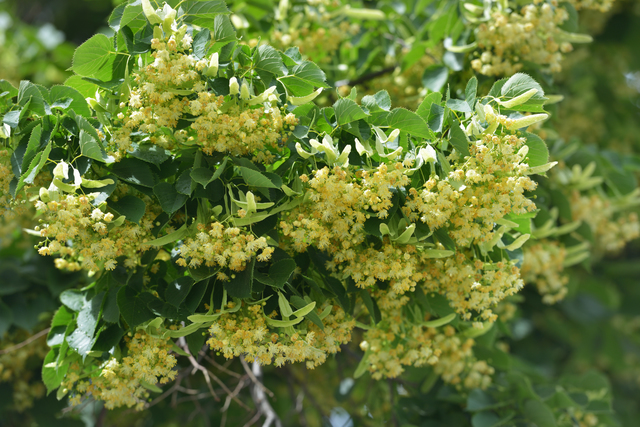 小葉椴花萃取物