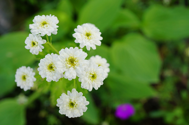 果香菊花萃取物